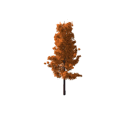 Tree_C Autumn_4